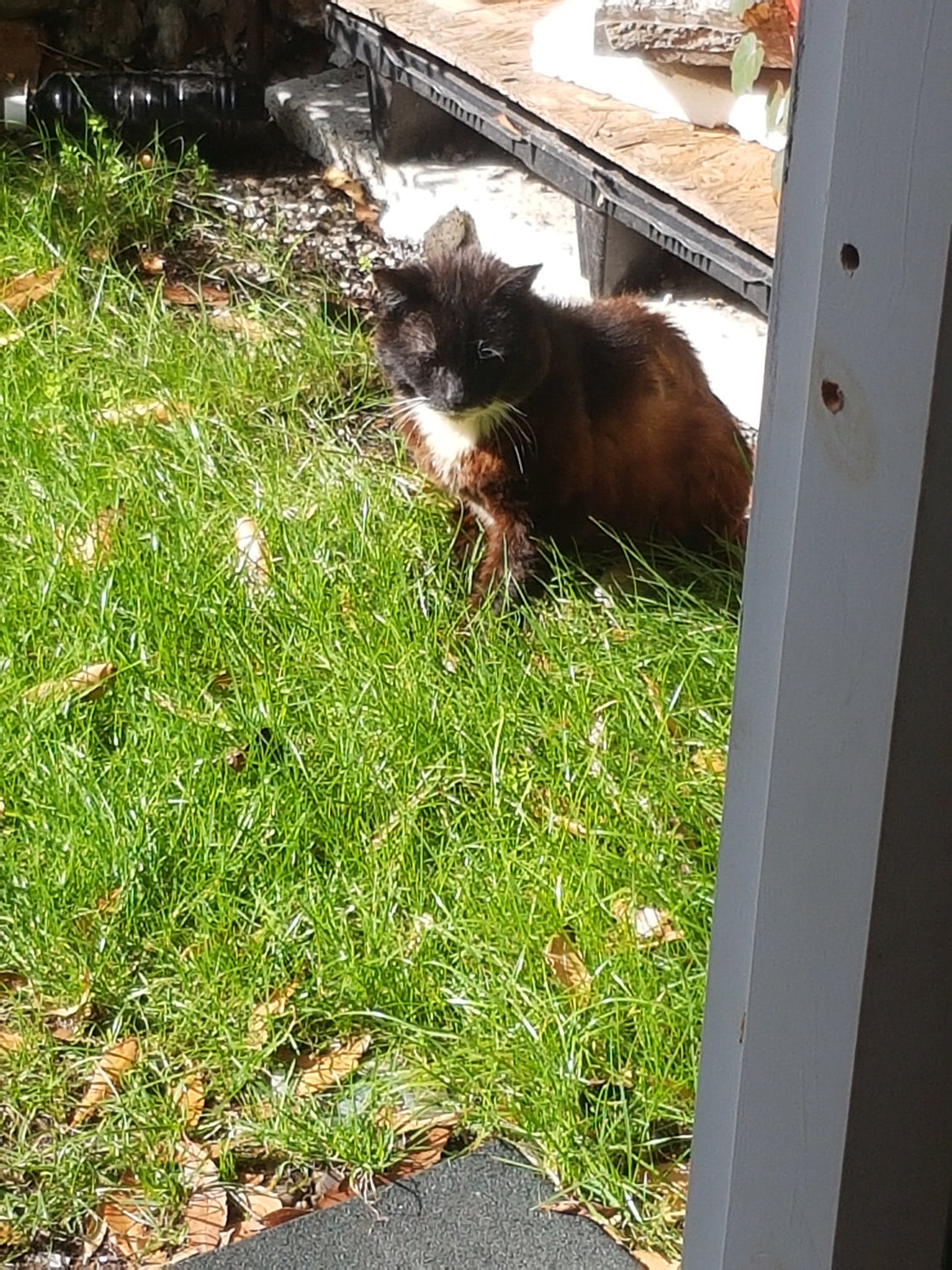 Een-Dag-met-een-Verdrietig-Staartje-Herinnering-aan-Onze-Lieve-Kater-Surviver Creatieve Aap